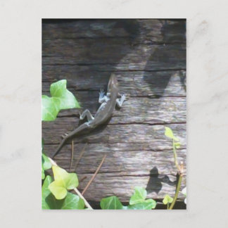 Carte Postale lézard gris sur un mur de lierre