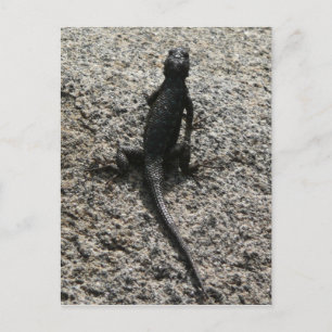 Carte Postale Lézard noir