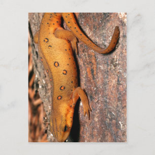 Carte Postale Lézard oriental de triton