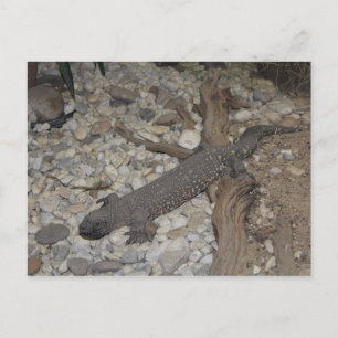 Carte Postale Lézard perlé n° 1