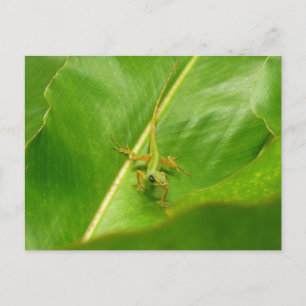 Carte Postale Lézard vert sur feuille verte