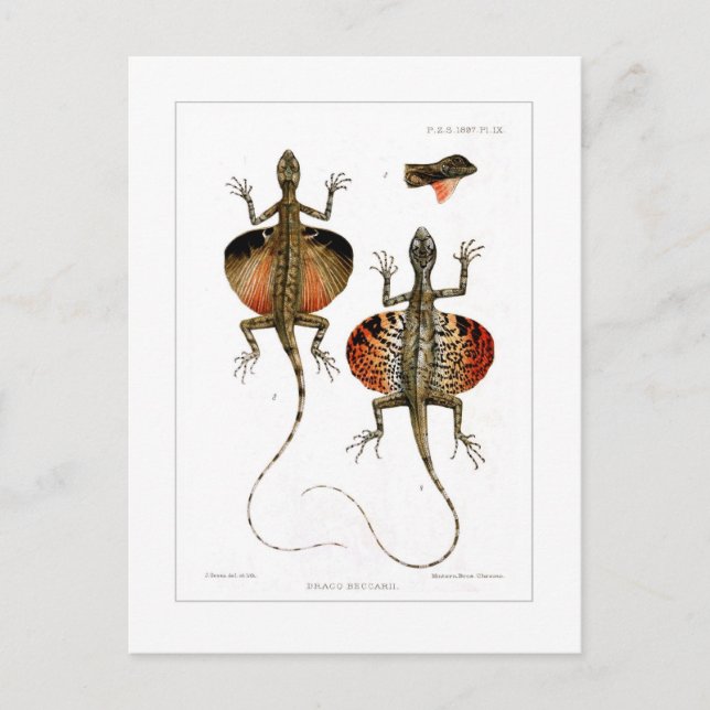 Carte Postale Lézard volant (Devant)