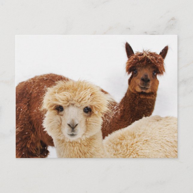 Carte Postale Lhamas (Devant)