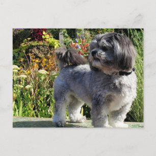 Carte Postale Lhasa Apso Bailey 1