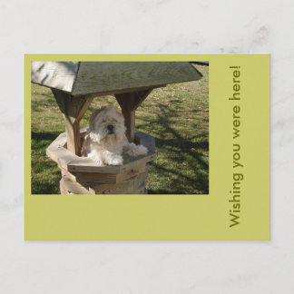 Carte Postale Lhassa Apso dans un puits
