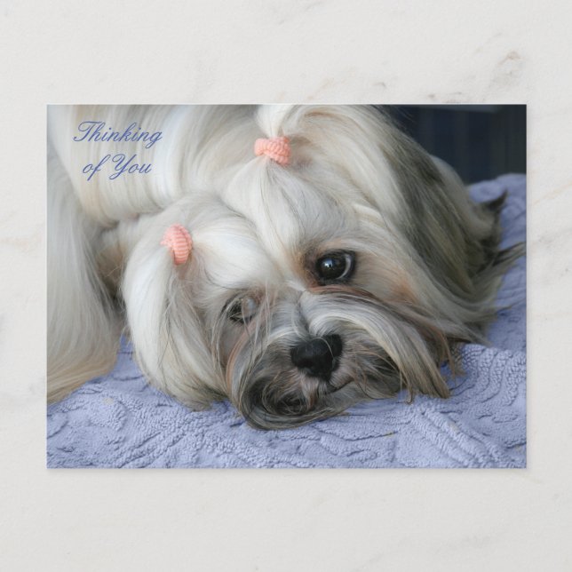 Carte postale Lhassa Apso Rugged Little "Bark Lion (Devant)