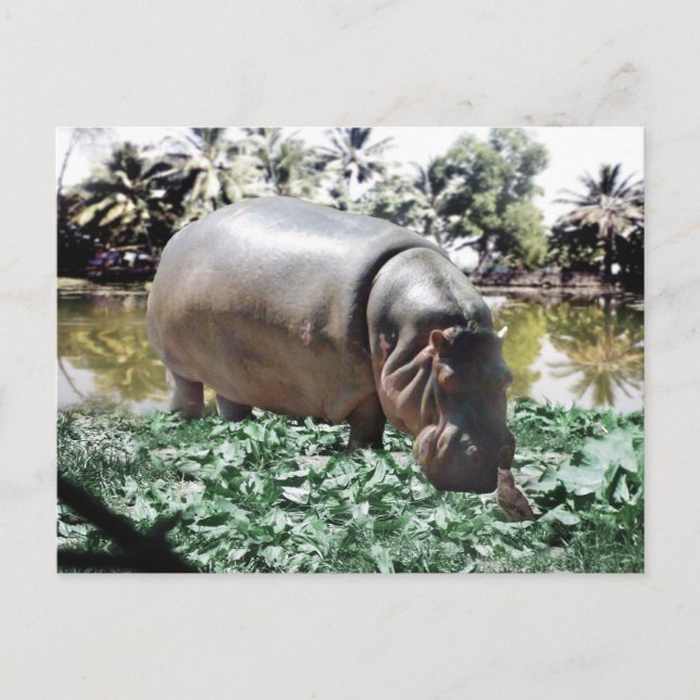 Carte Postale L'Hippo Et L'Oiseau (Devant)