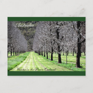 Carte Postale L'hiver dans le verger de Pecan