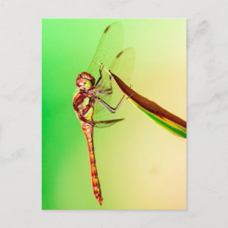 Carte Postale Libelle