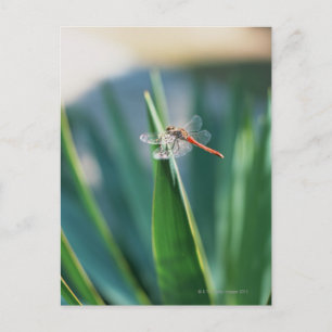 Carte Postale libellule