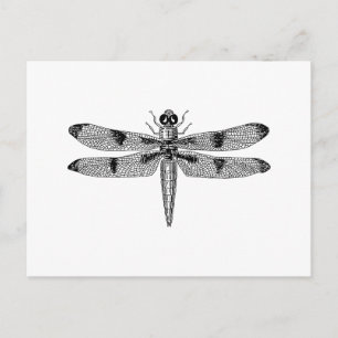 Carte Postale libellule