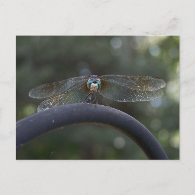 Carte Postale libellule (Devant)