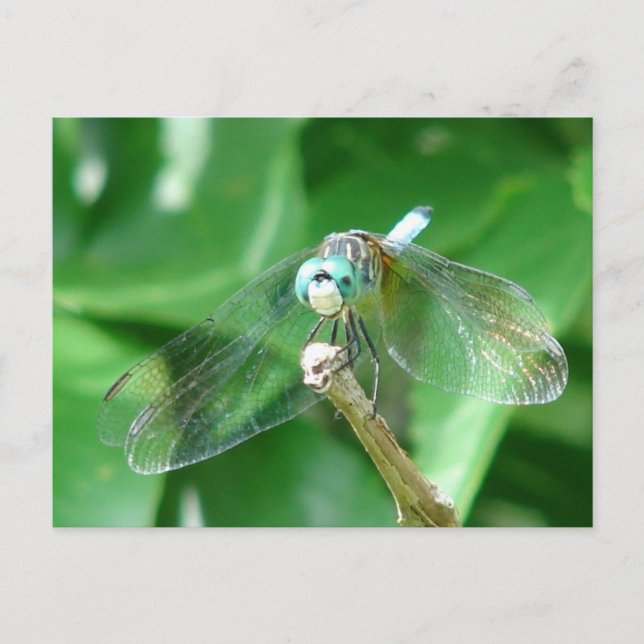 Carte Postale libellule (Devant)