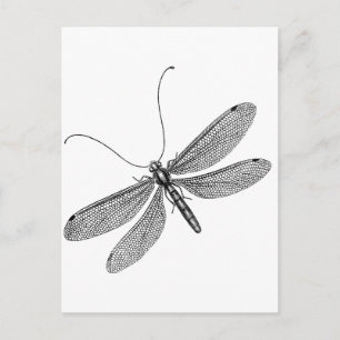 Carte Postale libellule