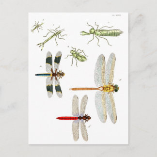 Carte Postale libellule