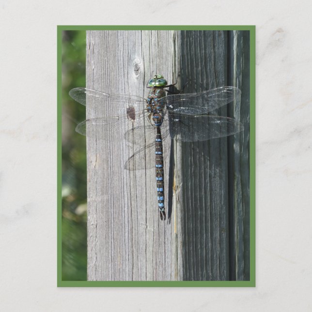 Carte Postale libellule (Devant)