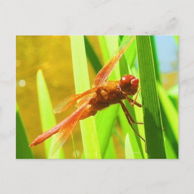 Carte Postale libellule (Devant)