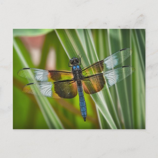 Carte Postale libellule (Devant)