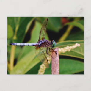Carte Postale libellule avec fleurs blanches