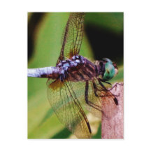 libellule avec fleurs blanches