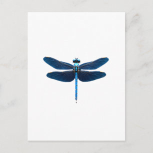 Carte Postale Libellule bleue - Ento amateur d'insectes faune