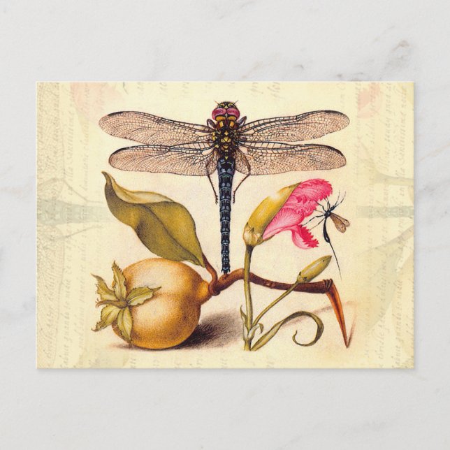 Carte Postale Libellule Botanique Nature Faune (Devant)