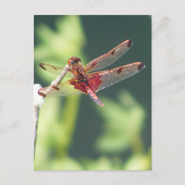 Carte Postale Libellule rouge (Devant)