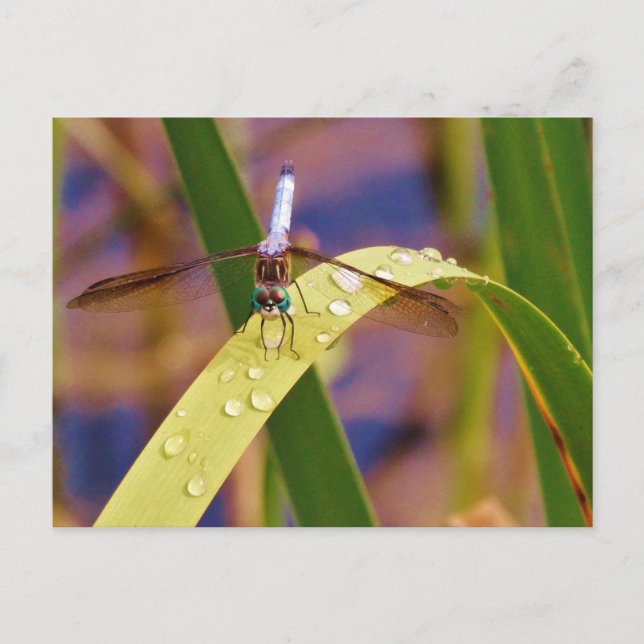Carte Postale Libellule sur la feuille de goutte de pluie (Devant)