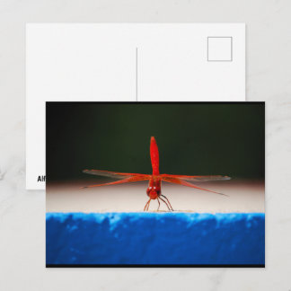 Carte Postale Libellule Trithemis kirbyi
