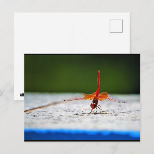 Carte Postale Libellule Trithemis kirbyi