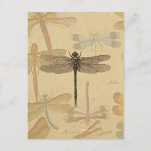 Carte Postale Libellule Vintage Antique Classique Nature