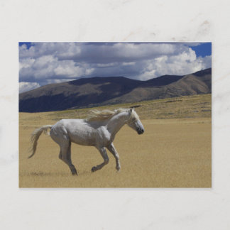 Carte Postale Liberté en fuite