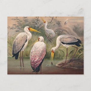 Carte Postale L'Ibis africain du bois par Joseph Wolf