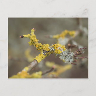 Carte Postale Lichens