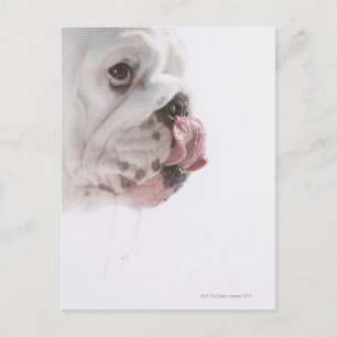 Carte Postale Licking Buldog
