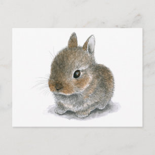 Carte Postale Lièvre 61 lapin