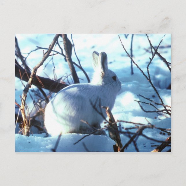 Carte Postale Lièvre Arctique dans la Neige (Devant)