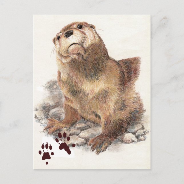 Carte Postale Lièvre de la rivière mûre, animal et traces, natur (Devant)