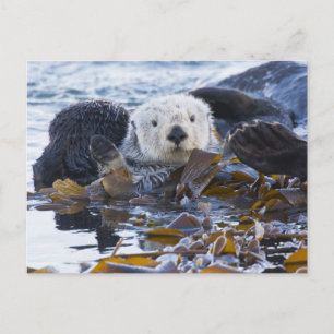 Carte Postale Lièvre de mer enveloppée dans du varech