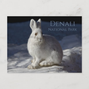 Carte Postale Lièvre de raquette reposant dans la neige, Denali 