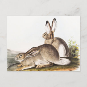 Carte Postale Lièvre des Rocheuses de Townsend (Lepus Townsendii