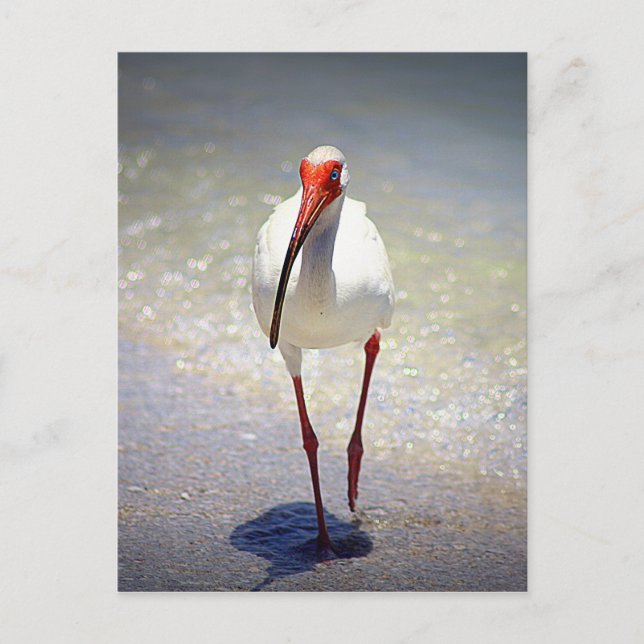 Carte Postale Ligne Ibis blanche (Devant)