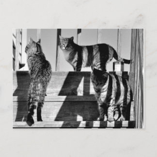 Carte Postale Lignes de chat