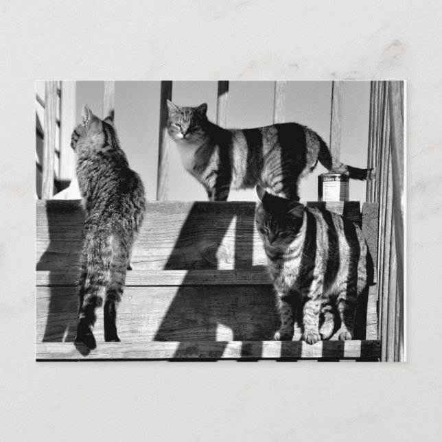 Carte Postale Lignes de chat (Devant)