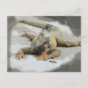 Carte Postale L'Iguana en Equateur