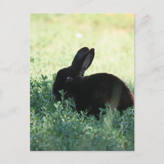 Carte Postale Lil Black Bunny (Devant)