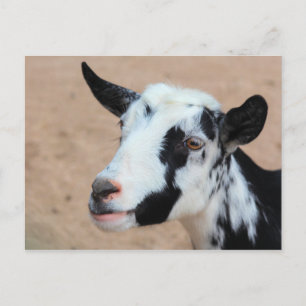 Carte Postale Lil chèvre