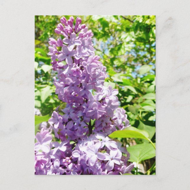 Carte postale Lilac (Devant)