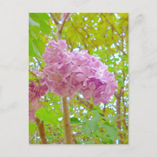 Carte Postale Lilac 紫 丁 香 花 (む ら de  de さ de き de は