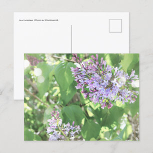 Carte Postale Lilac Blossoms Printemps Fleur Nature Photographie